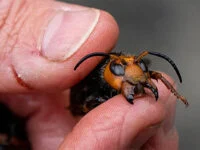 Insecticida 1+40